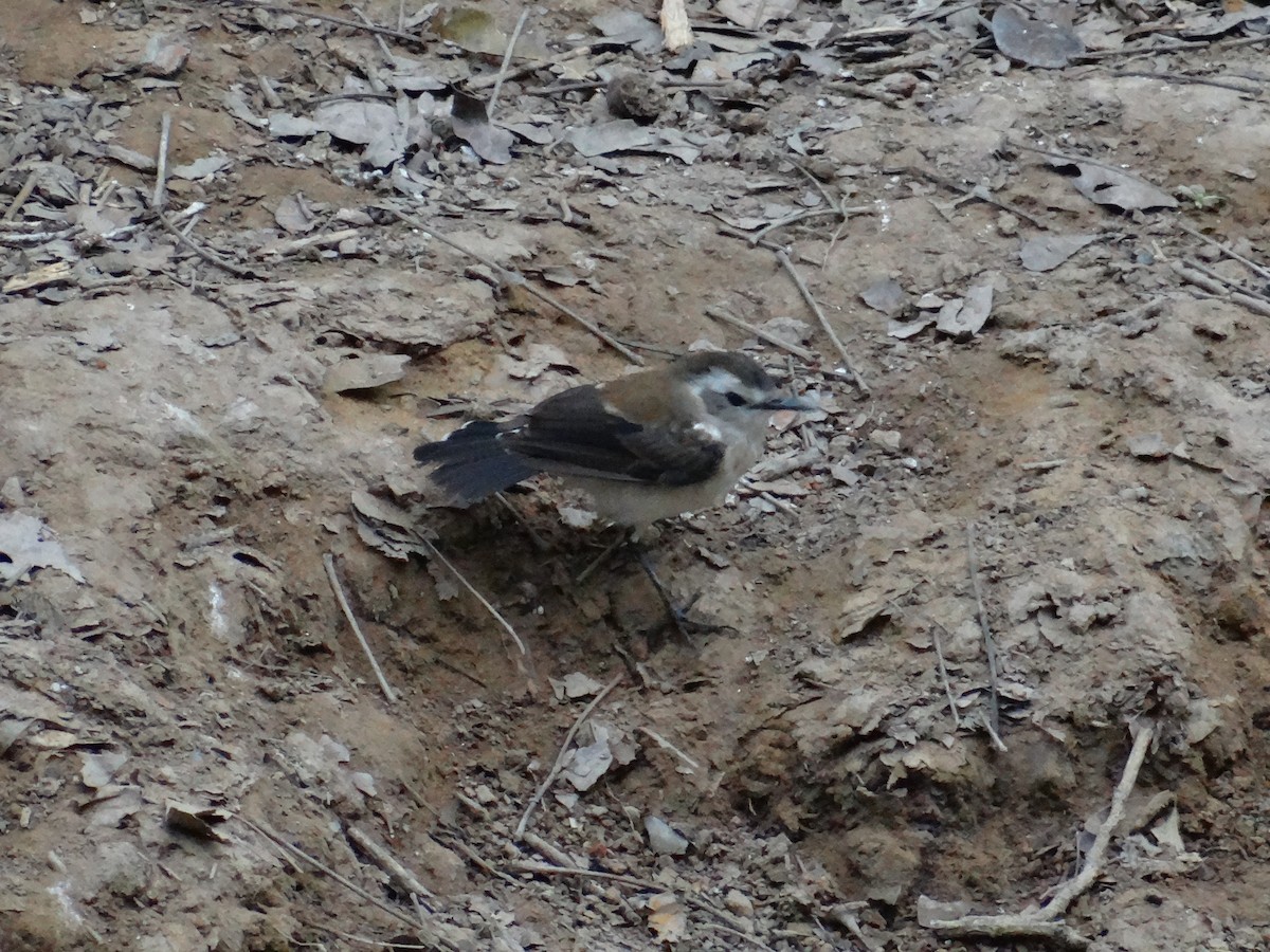 Northern/Southern White-fringed Antwren - ML141763211