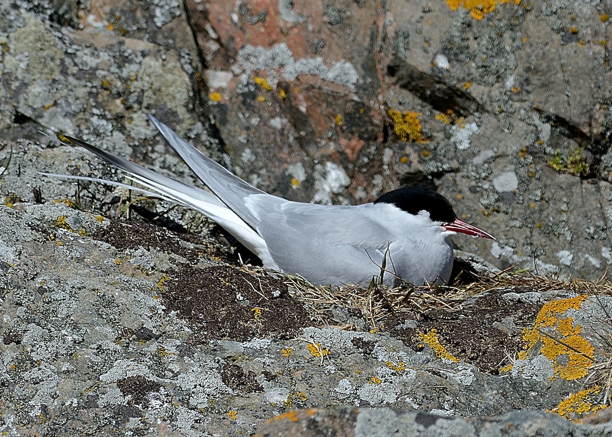 Arctic Tern - ML141763291