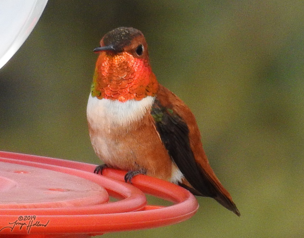 Rufous Hummingbird - ML141763621