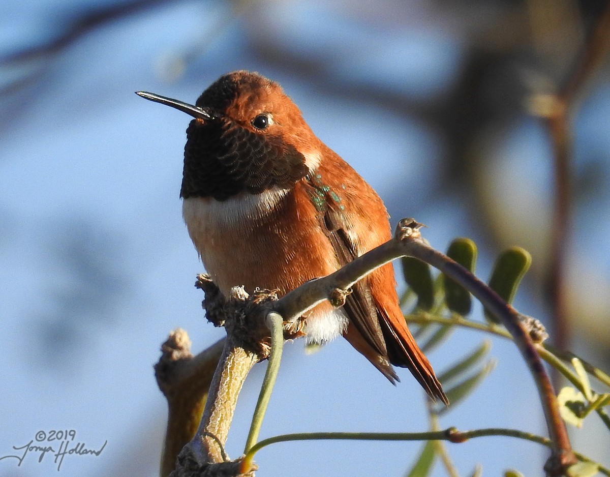 Rufous Hummingbird - Tonya Holland