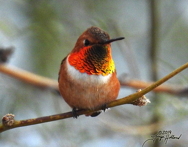 Rufous Hummingbird - ML141763981