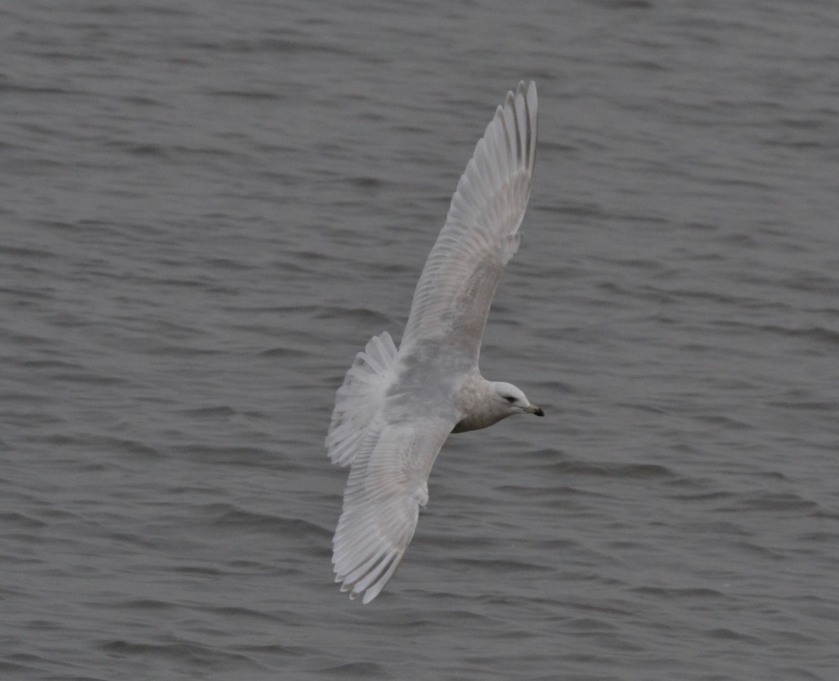 Iceland Gull - ML141765271