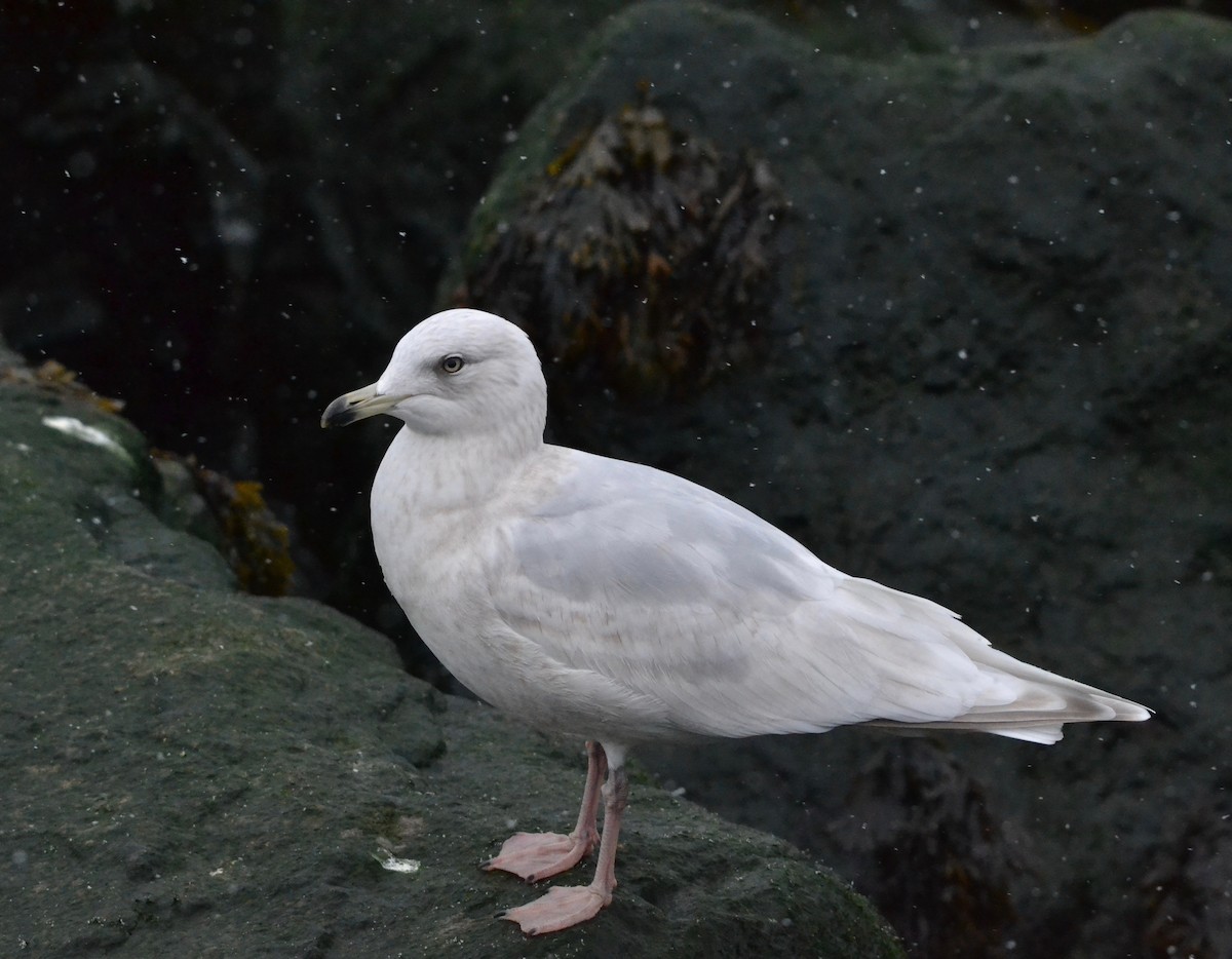 Iceland Gull - ML141765291
