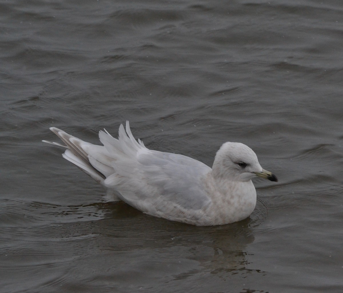 Iceland Gull - ML141765311