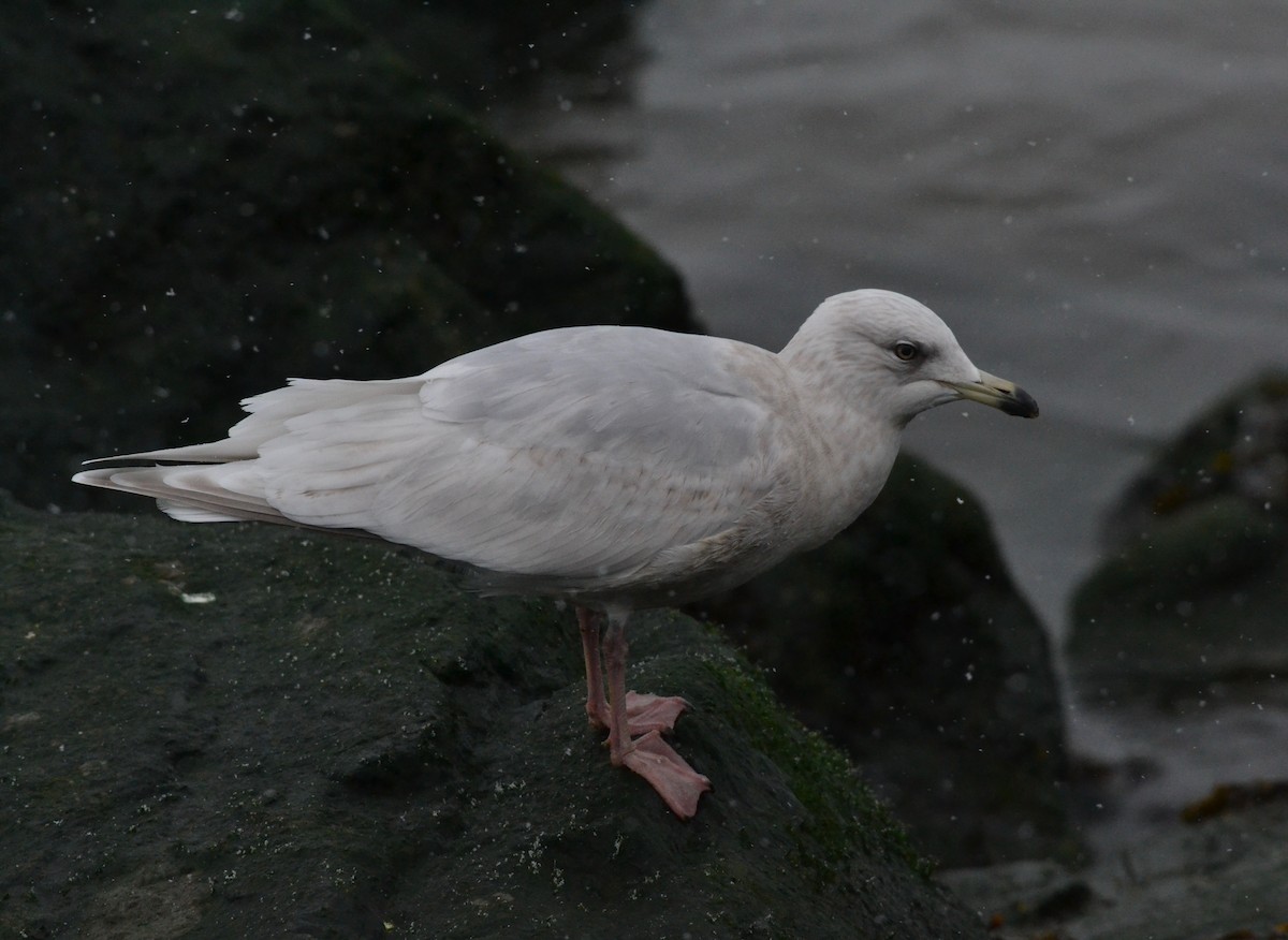 Iceland Gull - ML141765381
