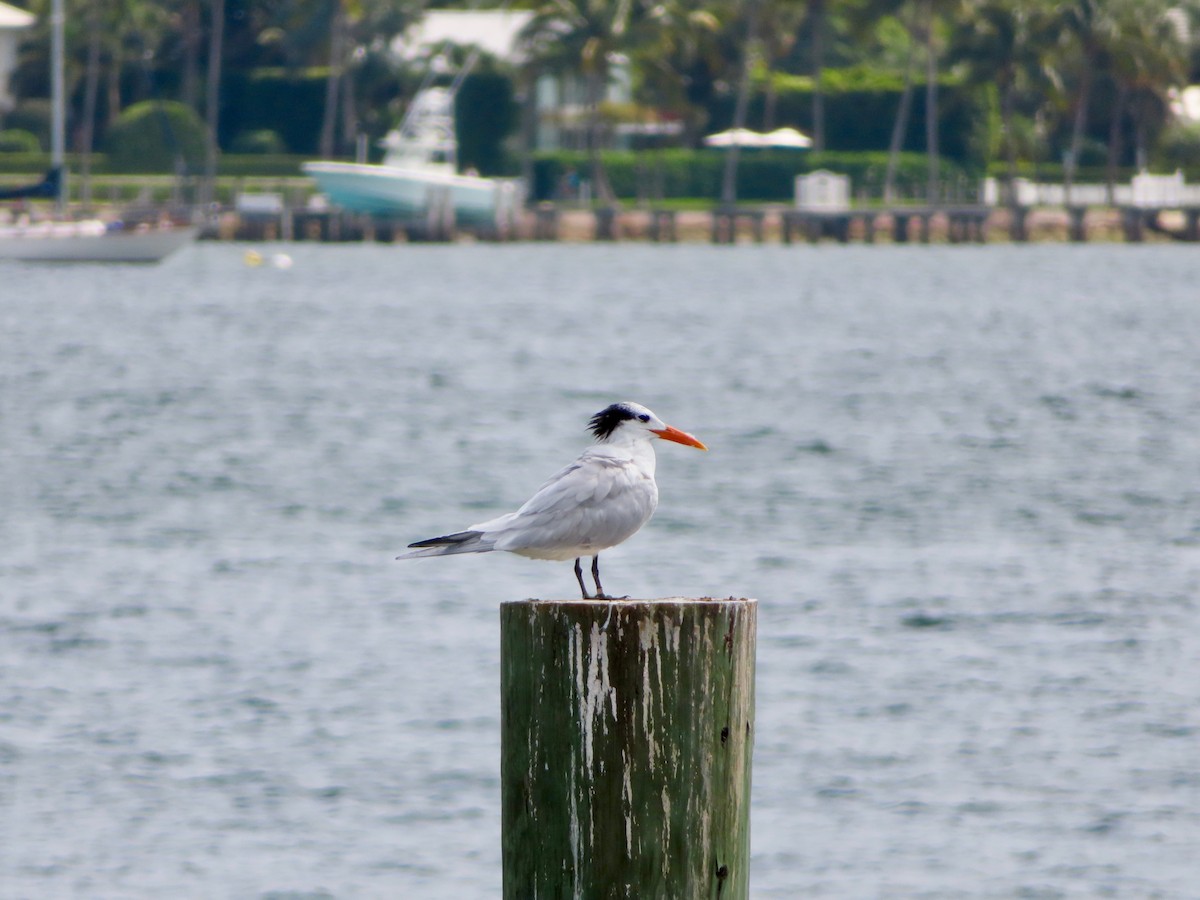 Royal Tern - ML141765501