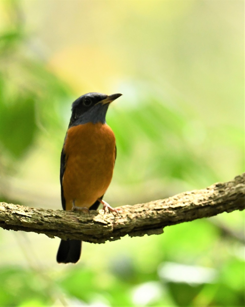 Blue-capped Rock-Thrush - ML141765551