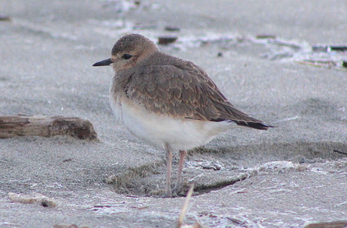 Mountain Plover - ML141766151