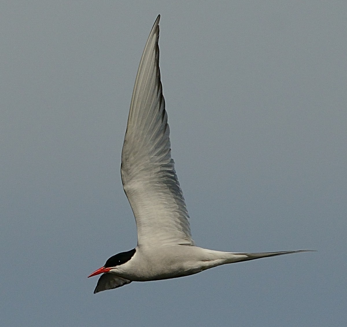 Arctic Tern - ML141766931