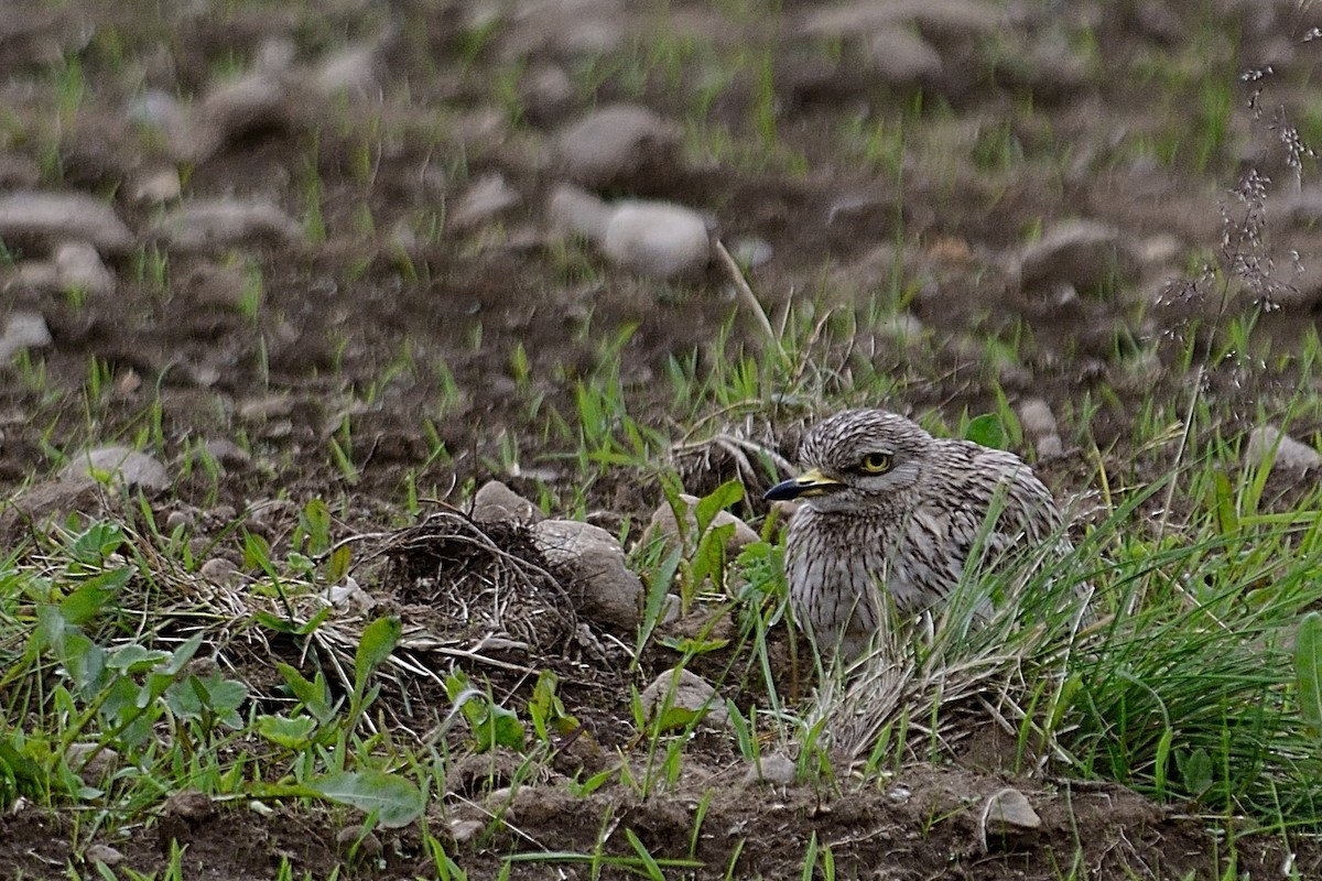 Eurasian Thick-knee - ML141767181