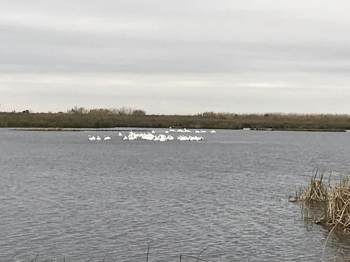 American White Pelican - ML141769431