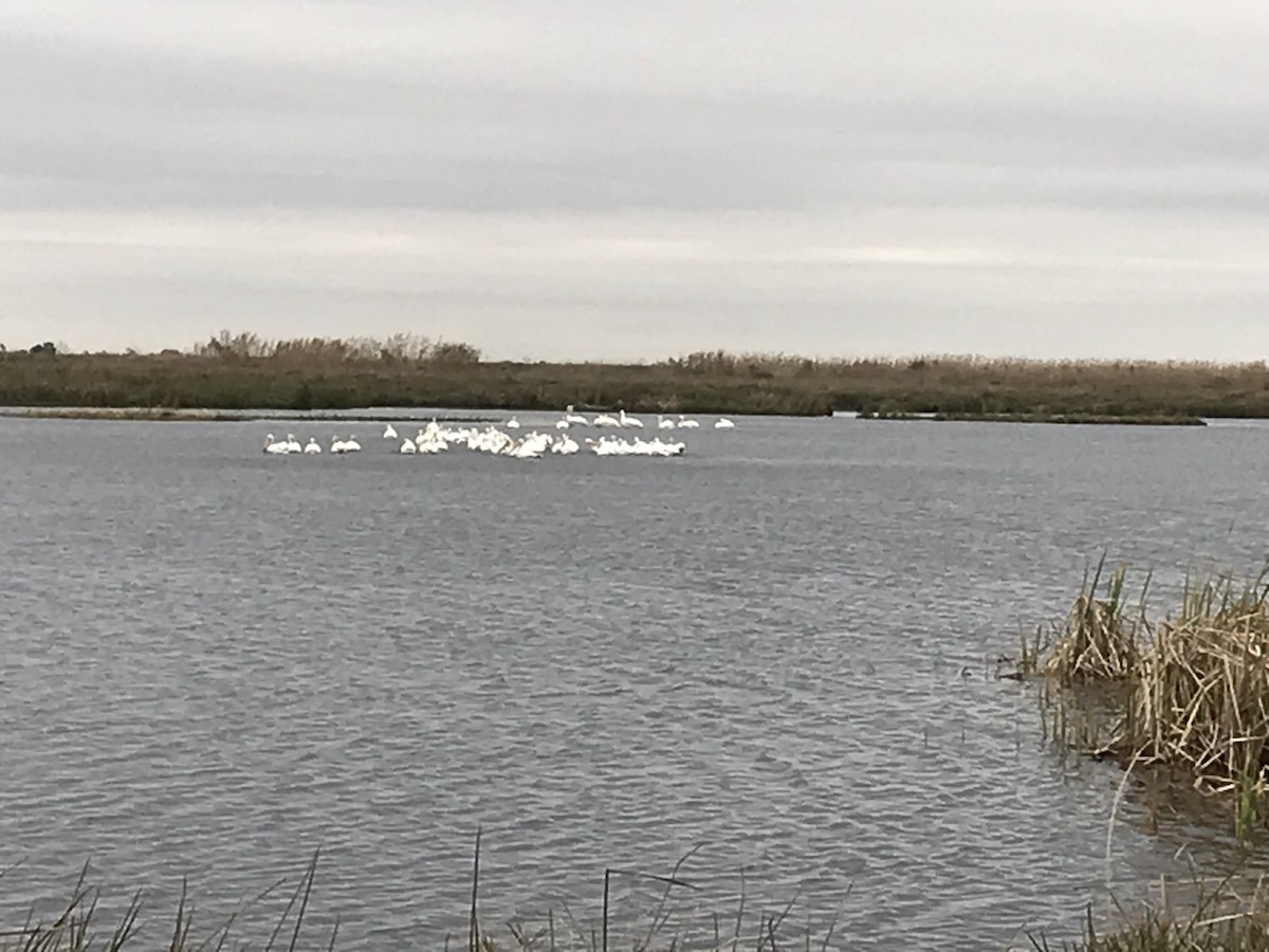 American White Pelican - ML141769491