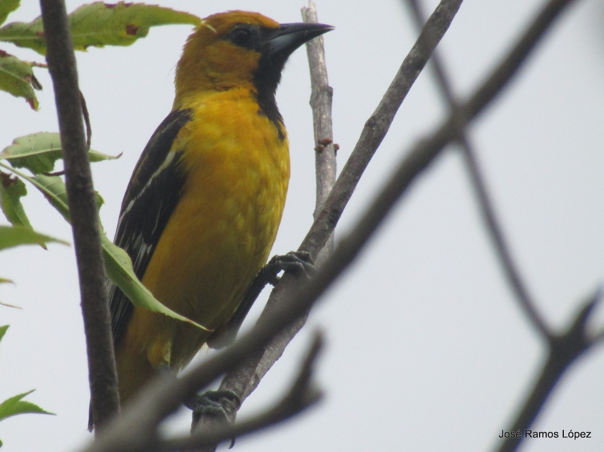 Oriole à dos rayé - ML141770251