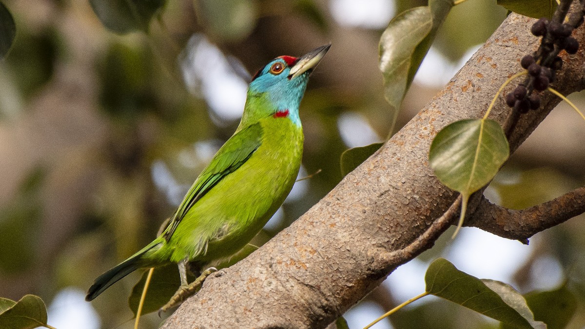 Blue-throated Barbet - ML141770441