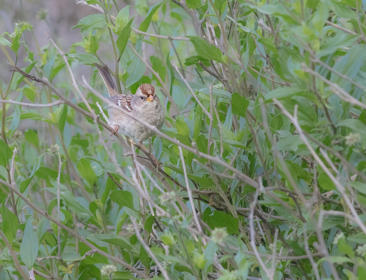 White-crowned Sparrow - ML141771381