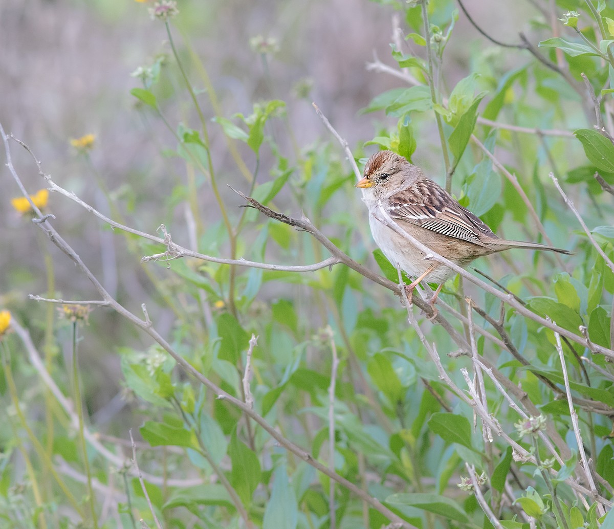 White-crowned Sparrow - ML141771391