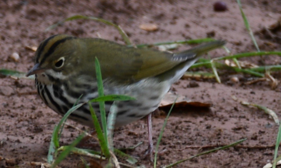 Ovenbird - ML141771431