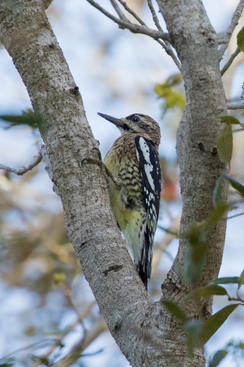 Yellow-bellied Sapsucker - ML141772251