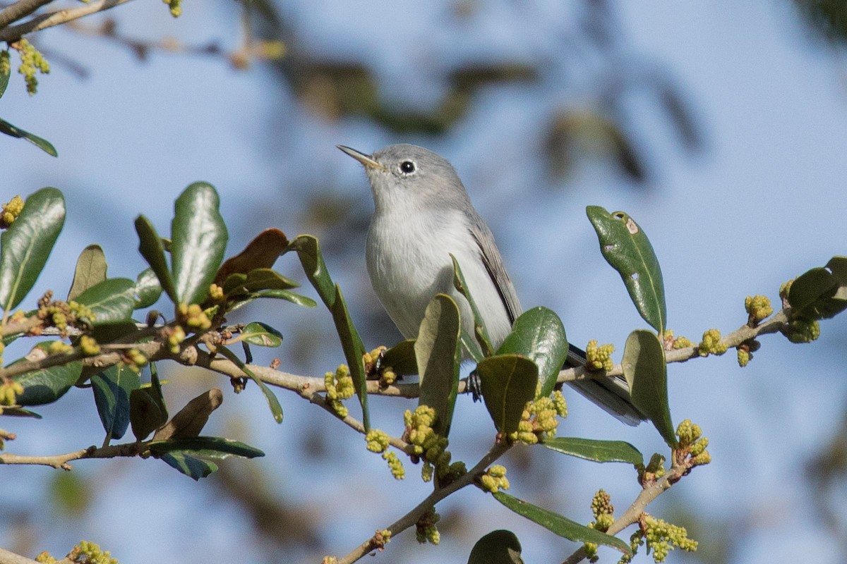 Blue-gray Gnatcatcher - ML141772531