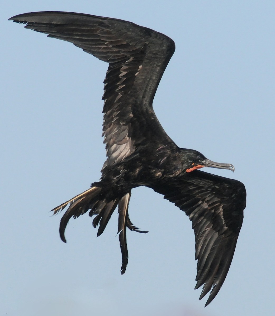 Magnificent Frigatebird - ML141772911