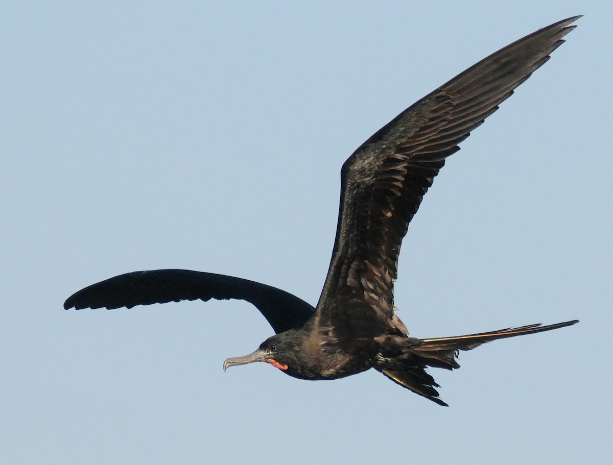 Magnificent Frigatebird - Steven Mlodinow