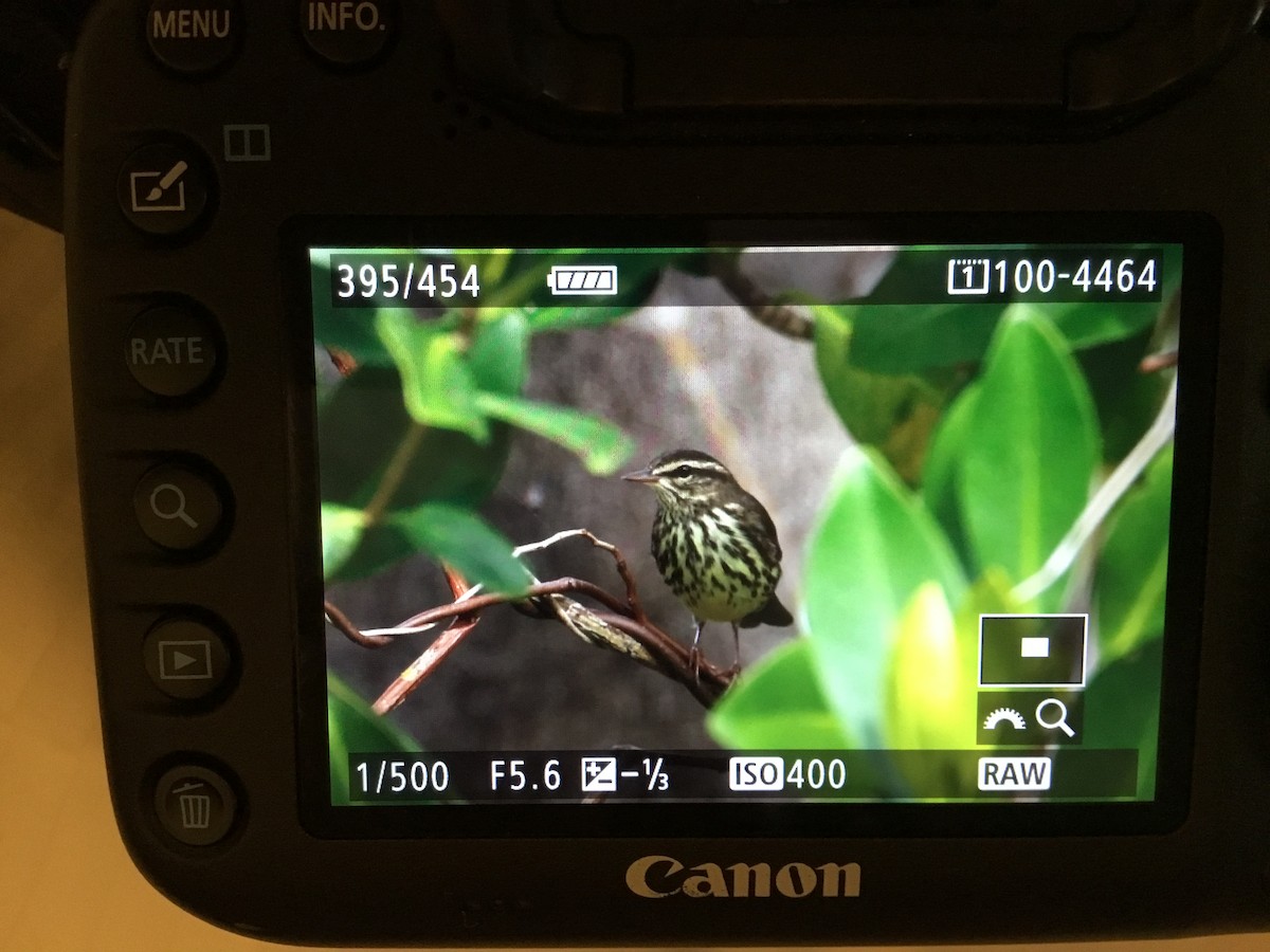 Northern Waterthrush - ML141773591