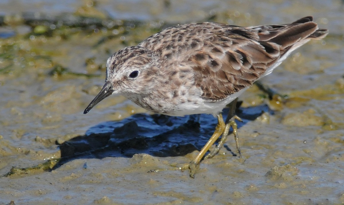 Least Sandpiper - ML141773851