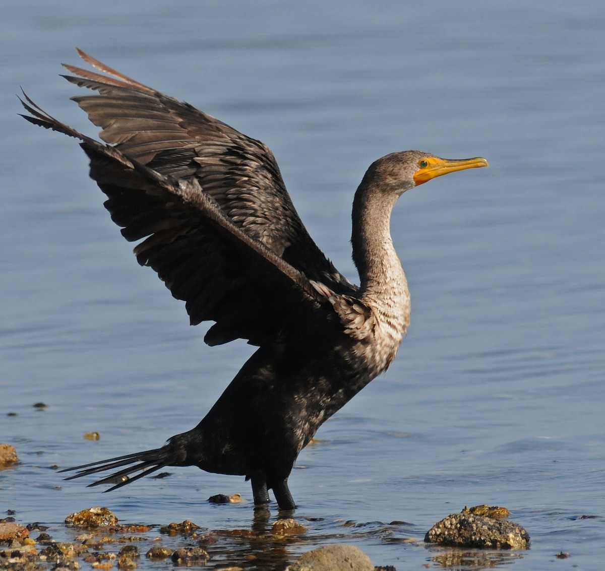 Double-crested Cormorant - ML141774241