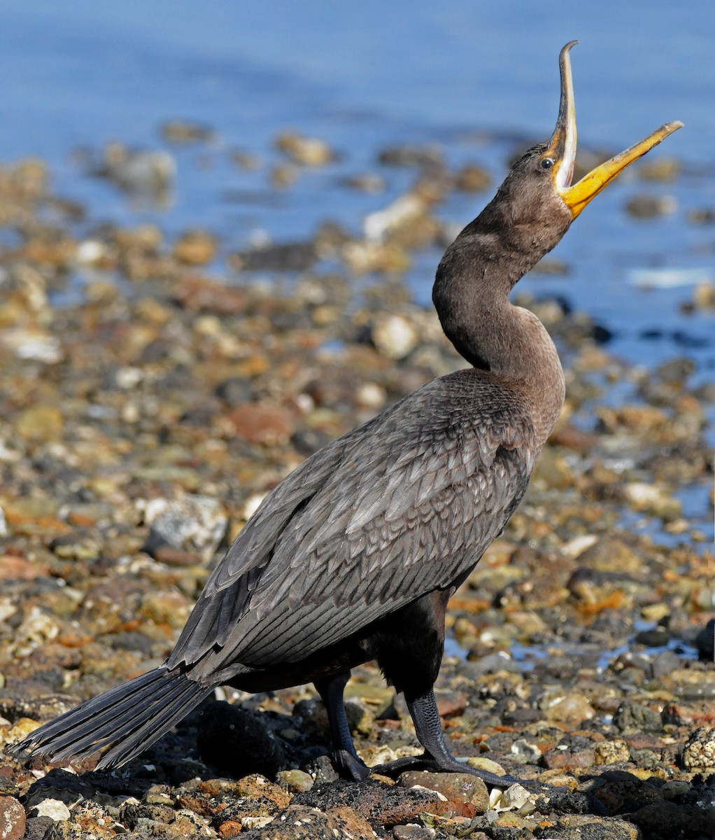 Double-crested Cormorant - Steven Mlodinow