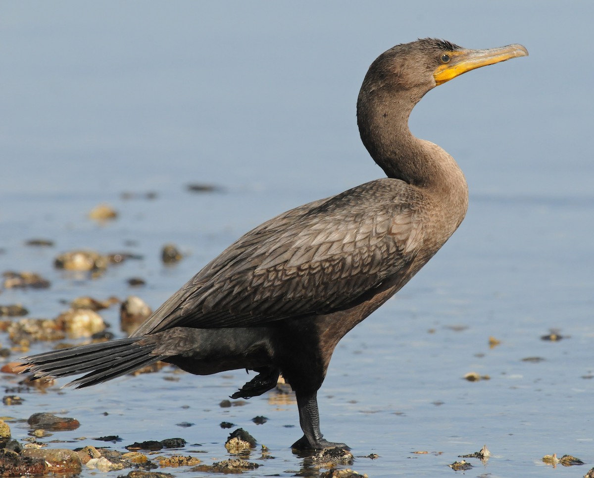 Double-crested Cormorant - ML141774321