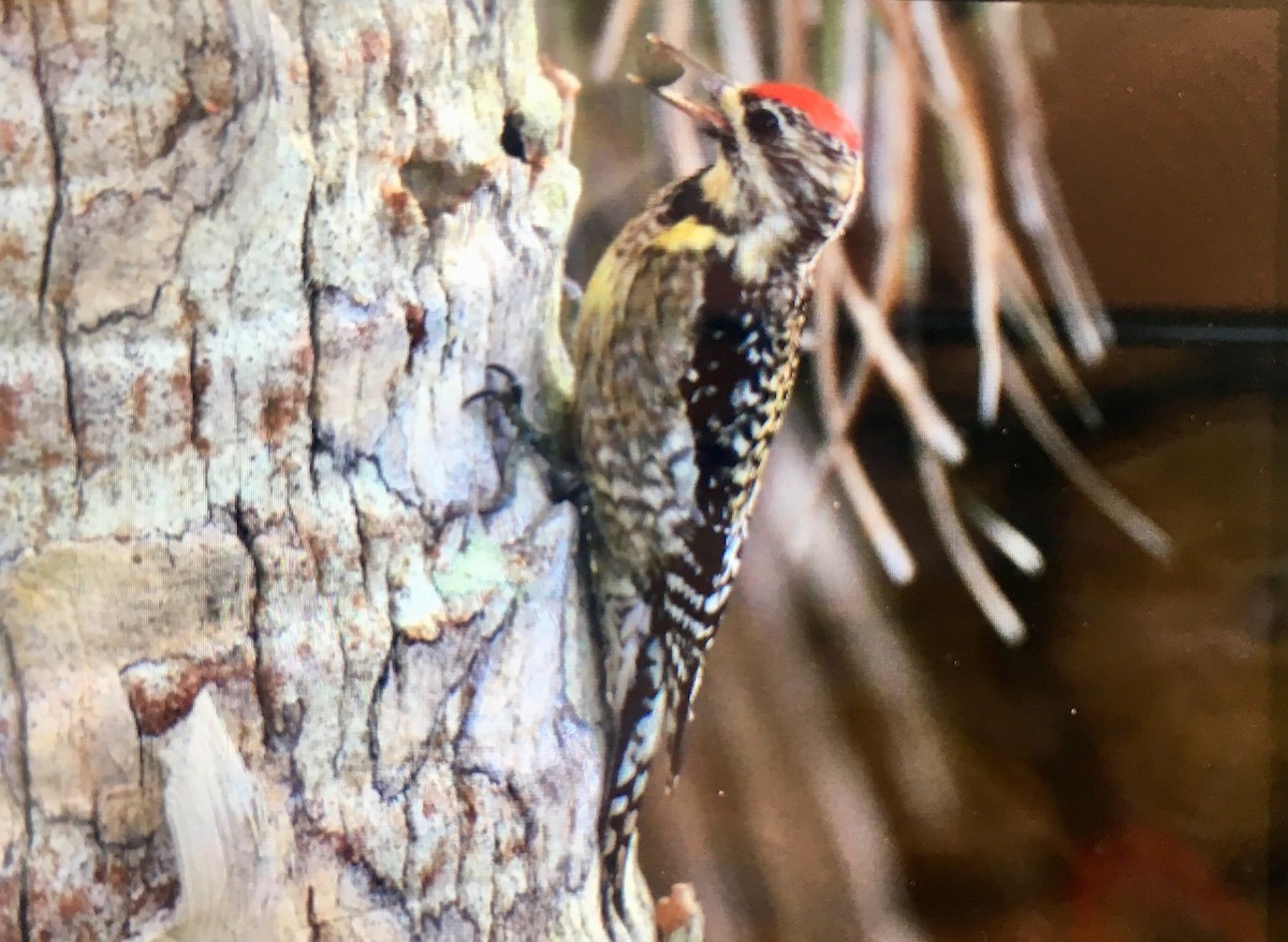 Yellow-bellied Sapsucker - ML141774391