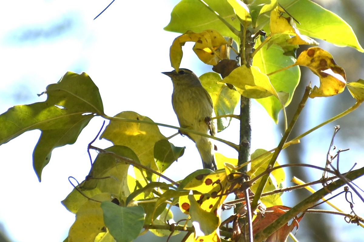 Orange-crowned Warbler - ML141774451