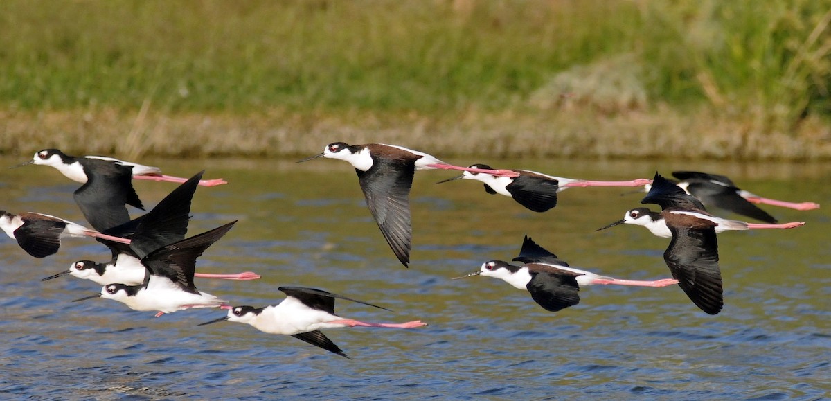 Black-necked Stilt - ML141774771