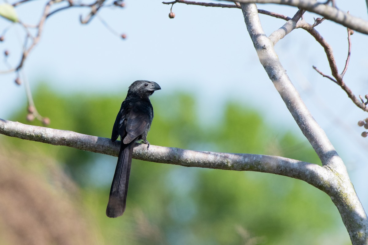 Groove-billed Ani - Kelly and John Casey
