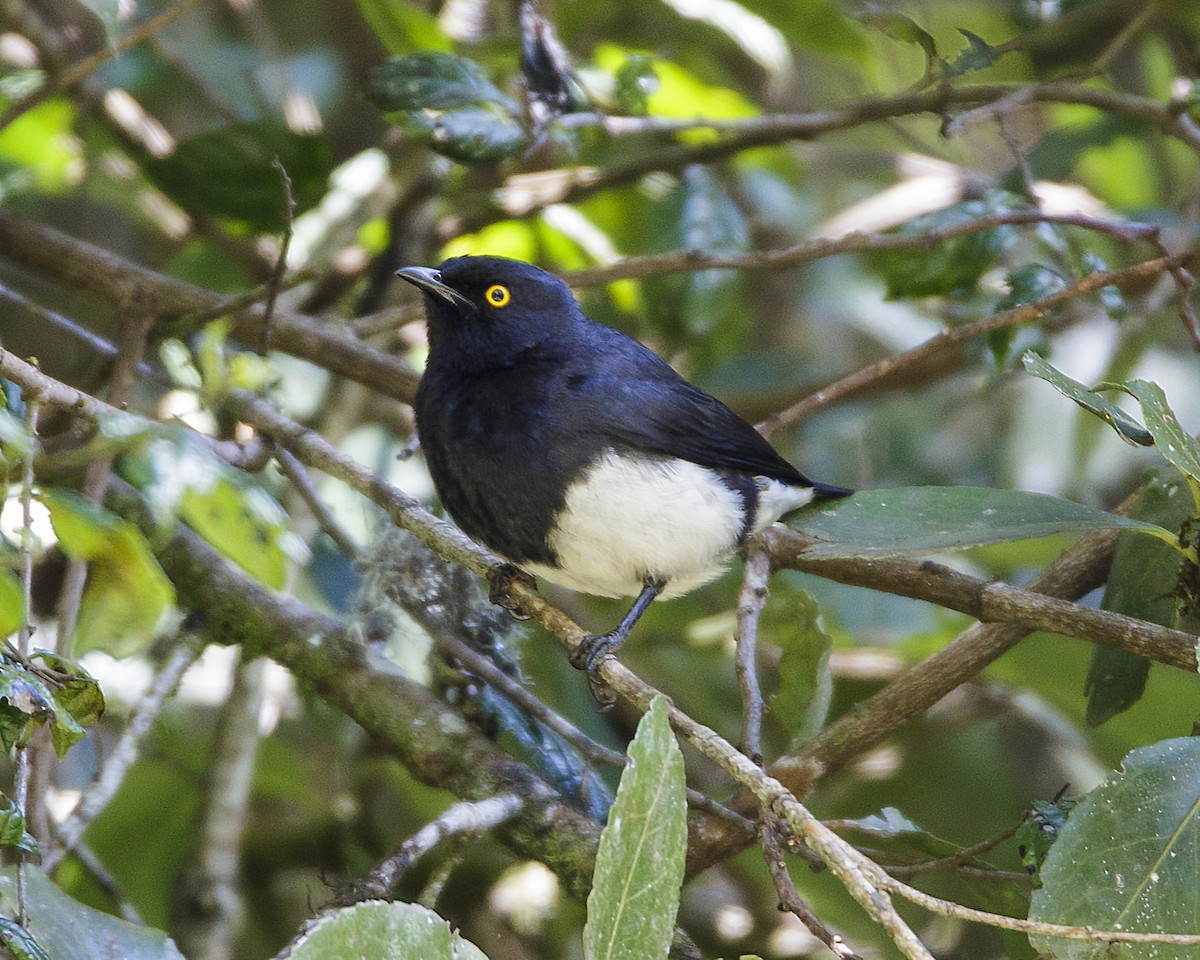 Abbott's Starling - ML141774891