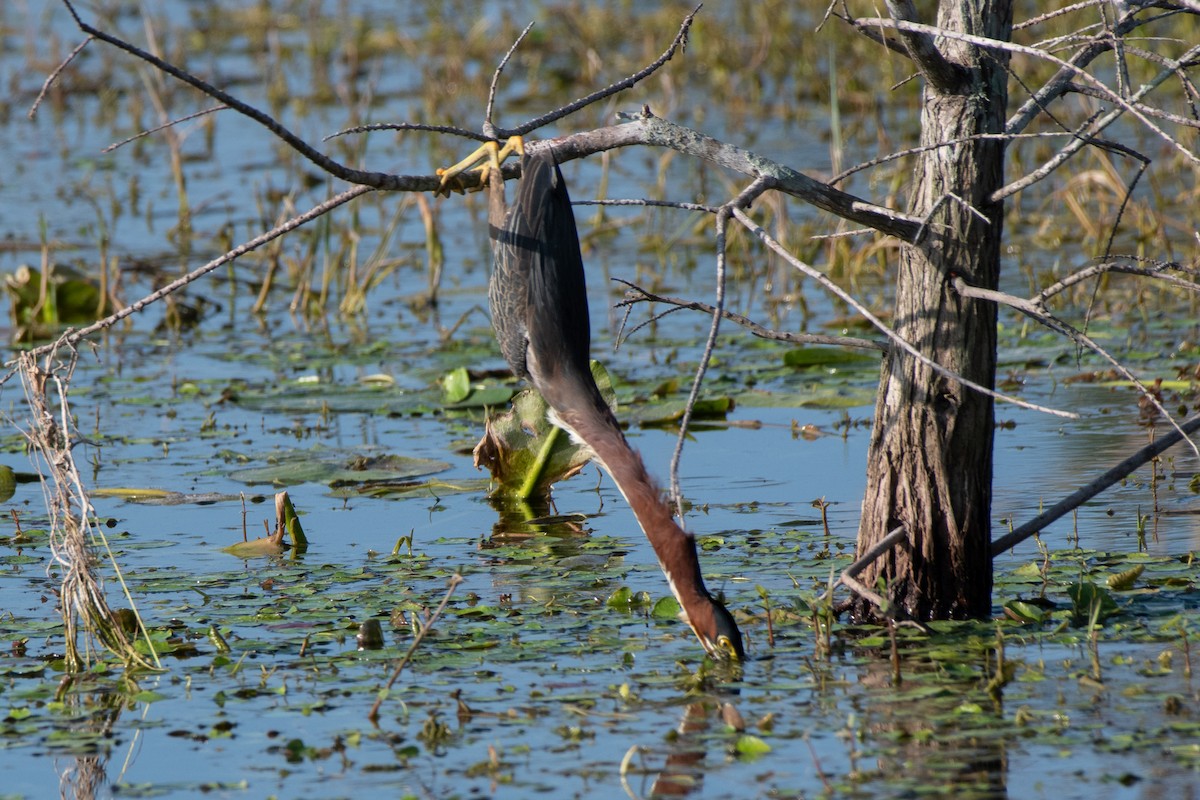 Green Heron - ML141775091