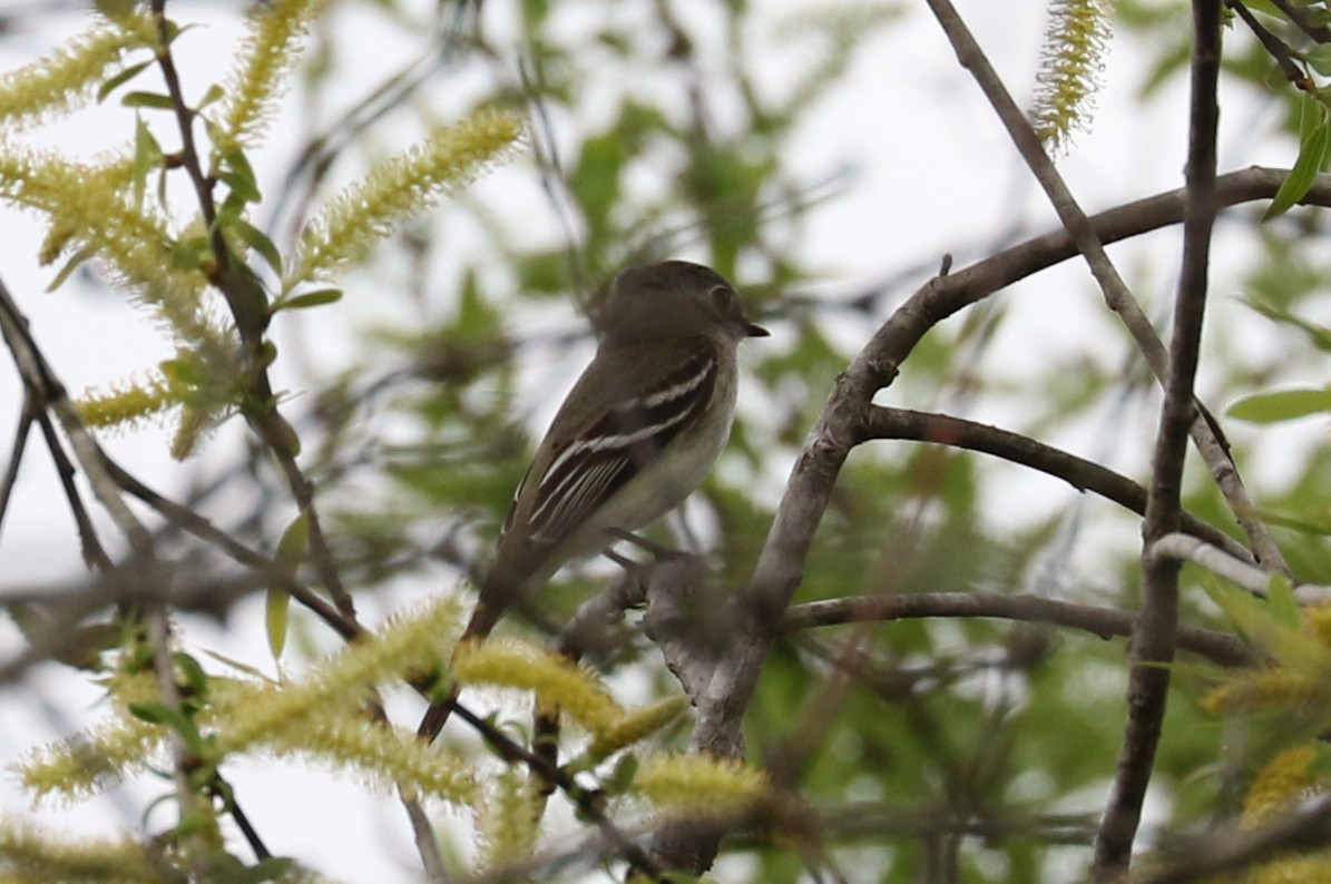 tyranovec malinký - ML141775301