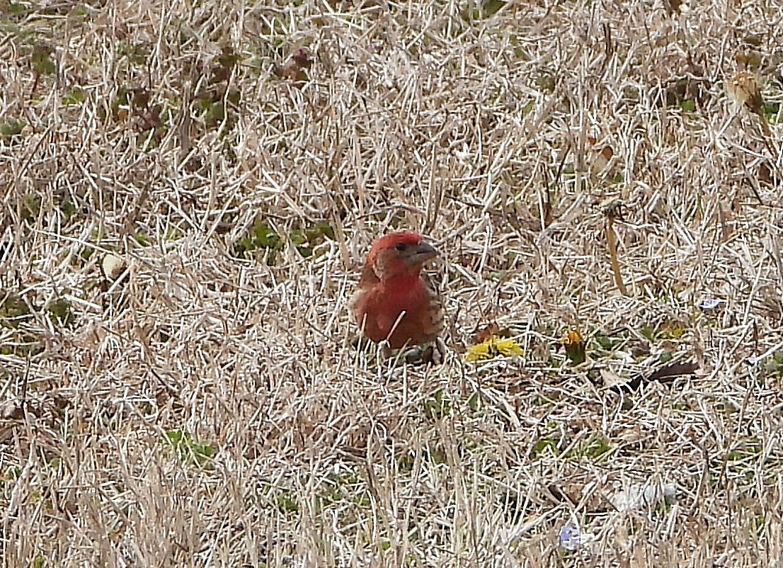 House Finch - ML141775781