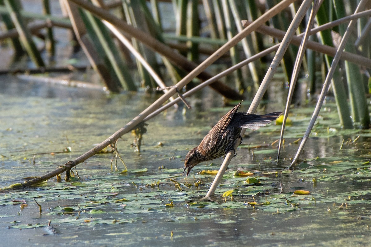 Red-winged Blackbird - ML141775861