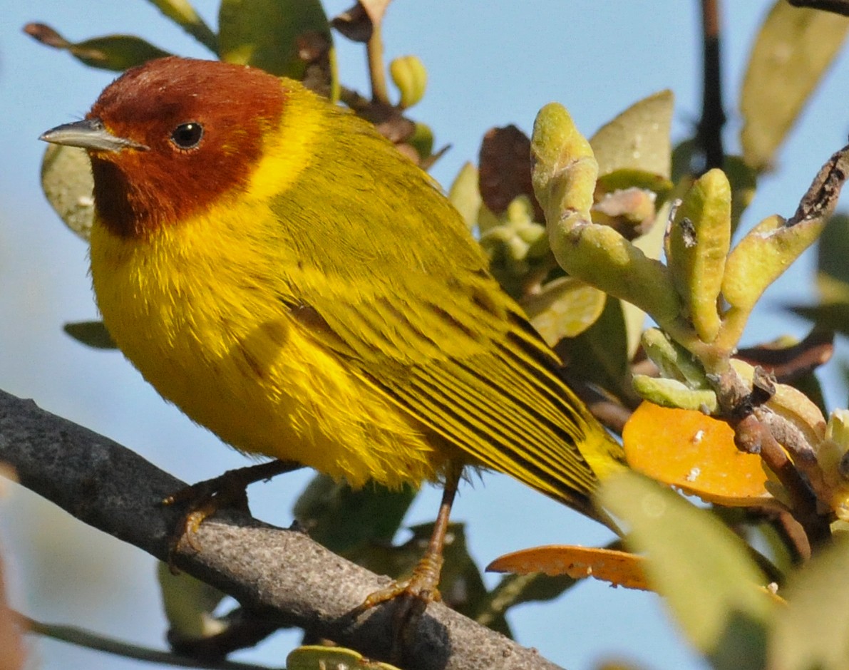 Goldwaldsänger [erithachorides-Gruppe] - ML141776041