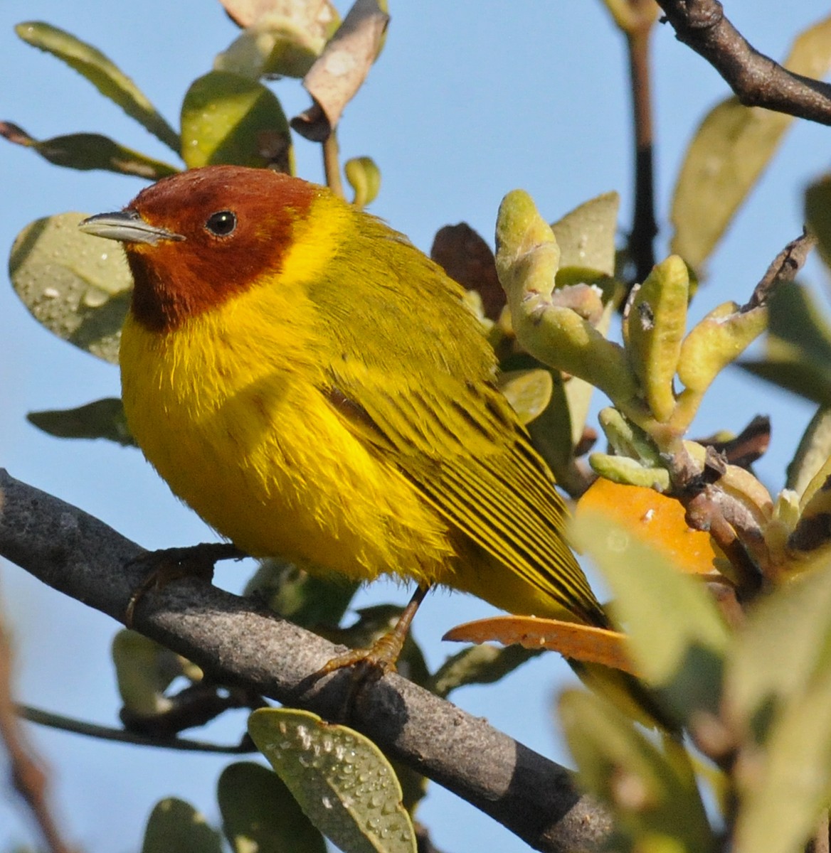 Goldwaldsänger [erithachorides-Gruppe] - ML141776101