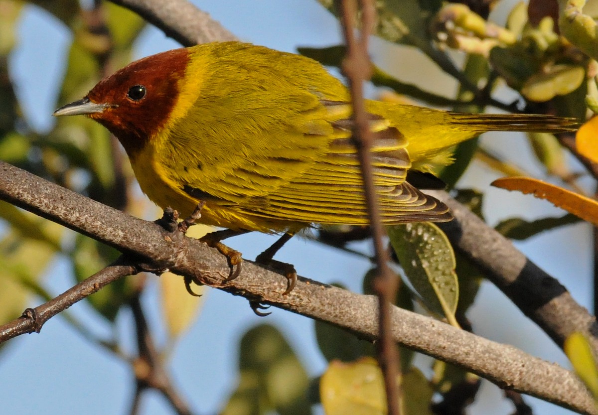 Goldwaldsänger [erithachorides-Gruppe] - ML141776111