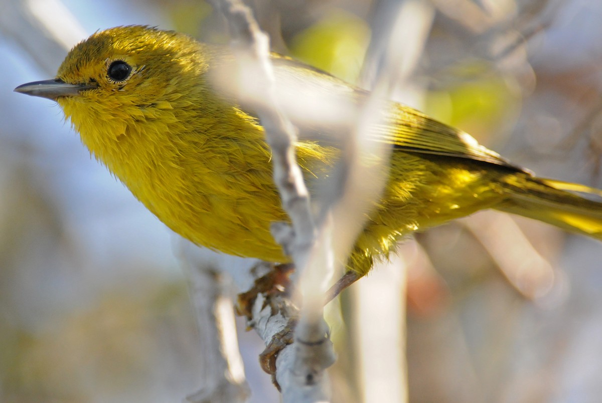 Goldwaldsänger [erithachorides-Gruppe] - ML141776161