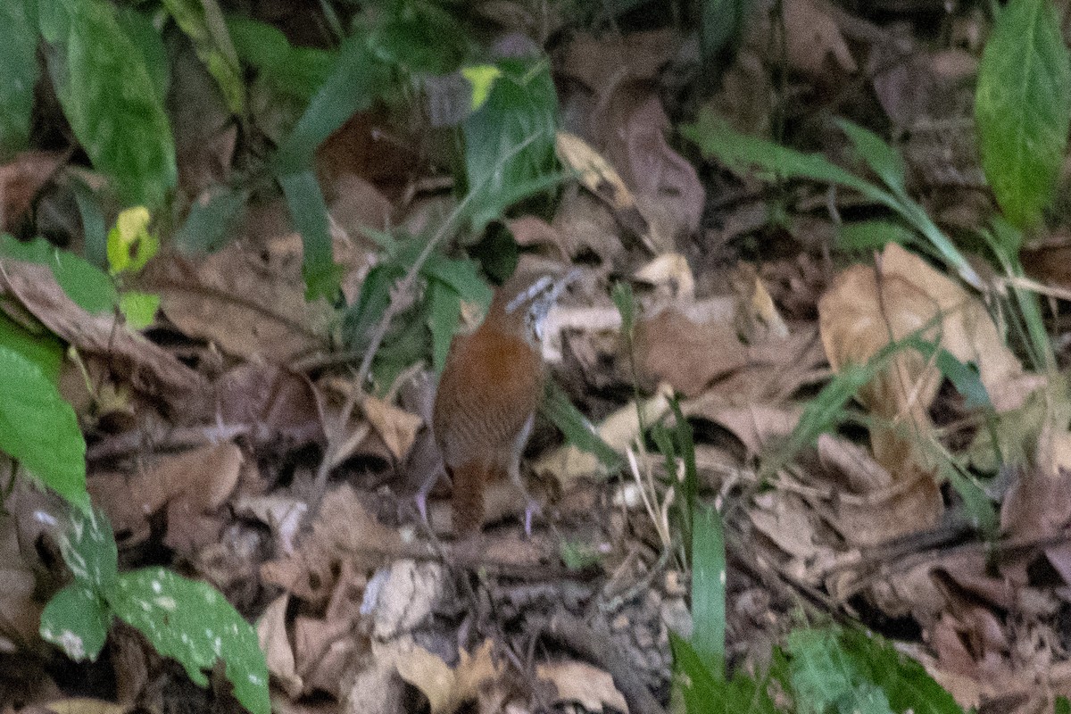 Rufous-and-white Wren - ML141776231