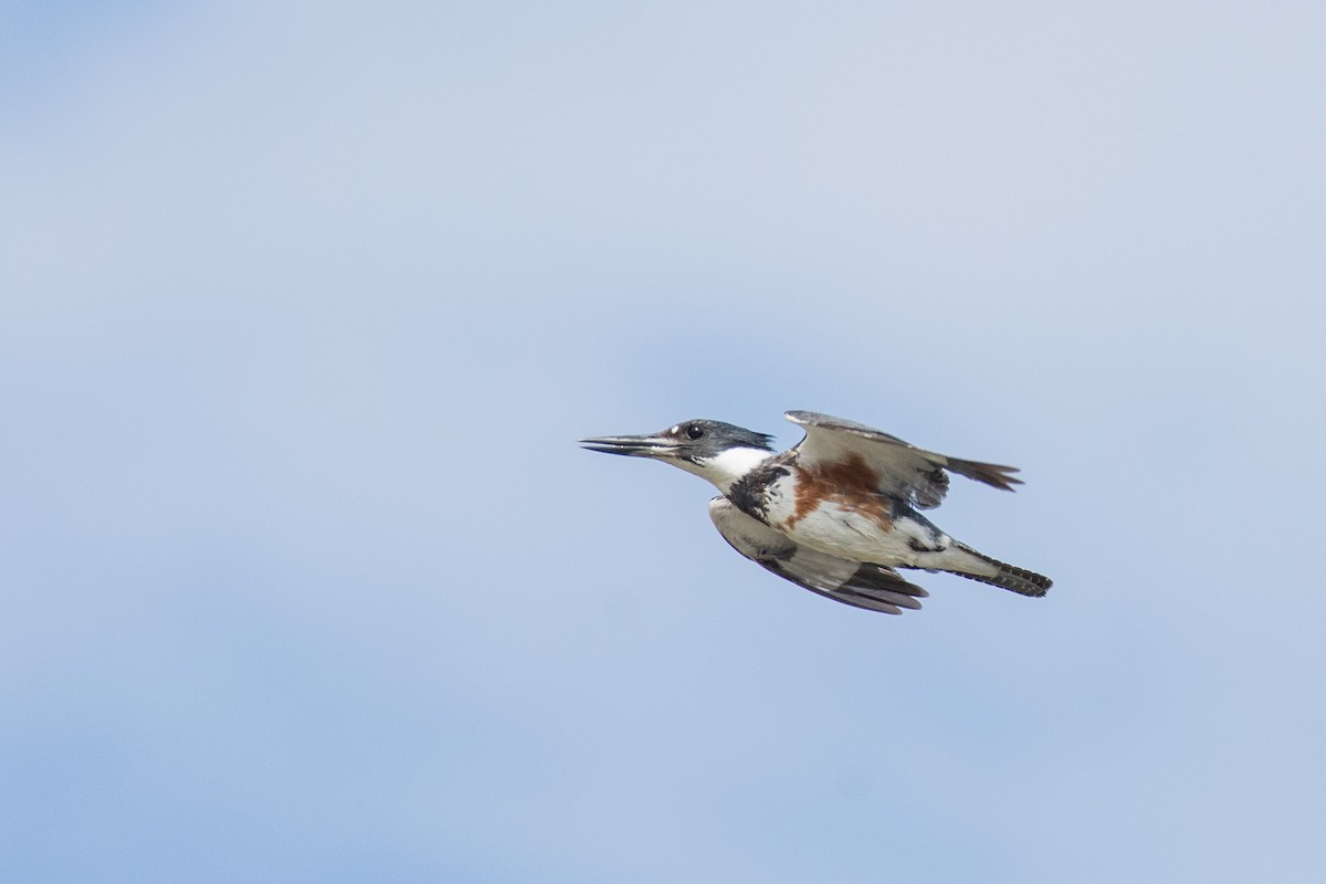 Belted Kingfisher - ML141776541