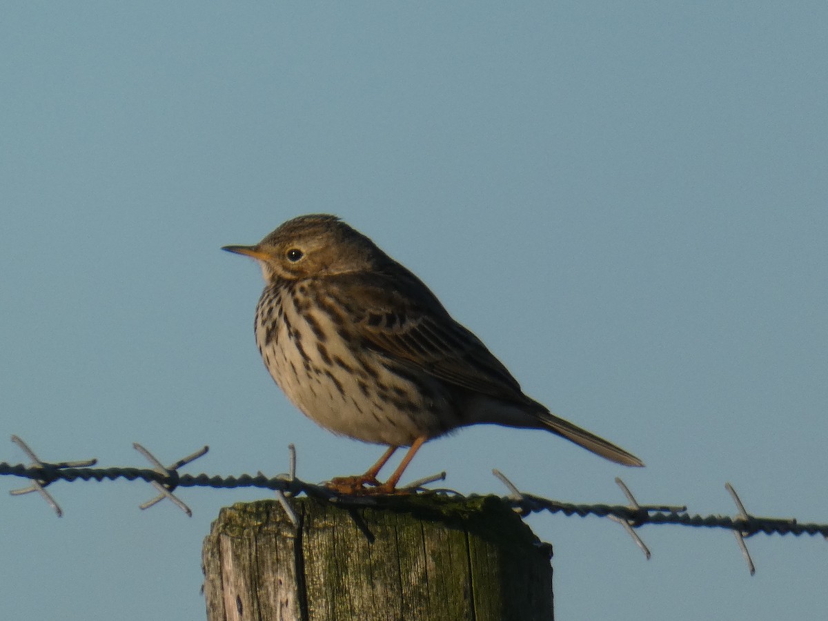 Meadow Pipit - Fernando T Rico