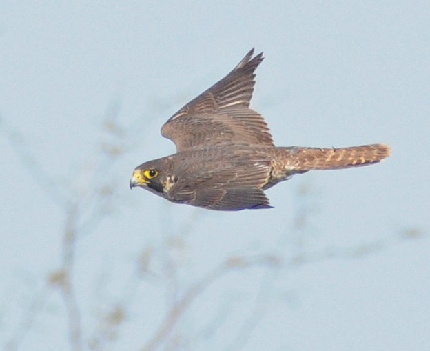 Peregrine Falcon - ML141776671