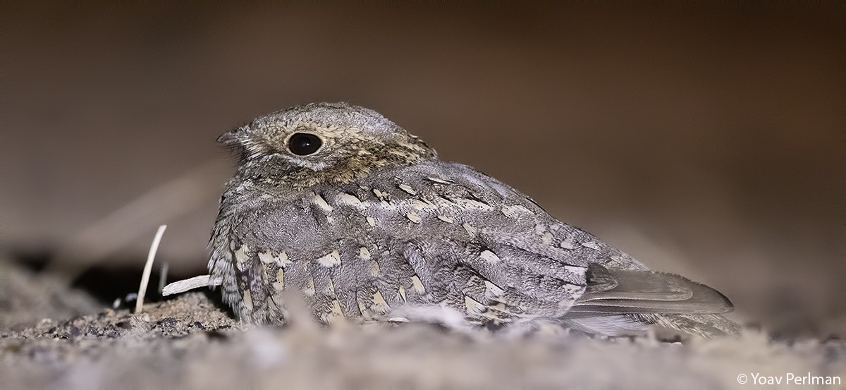 Nubian Nightjar (Nubian) - ML141777861