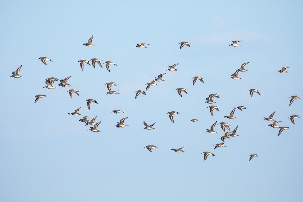 Dunlin - ML141778281