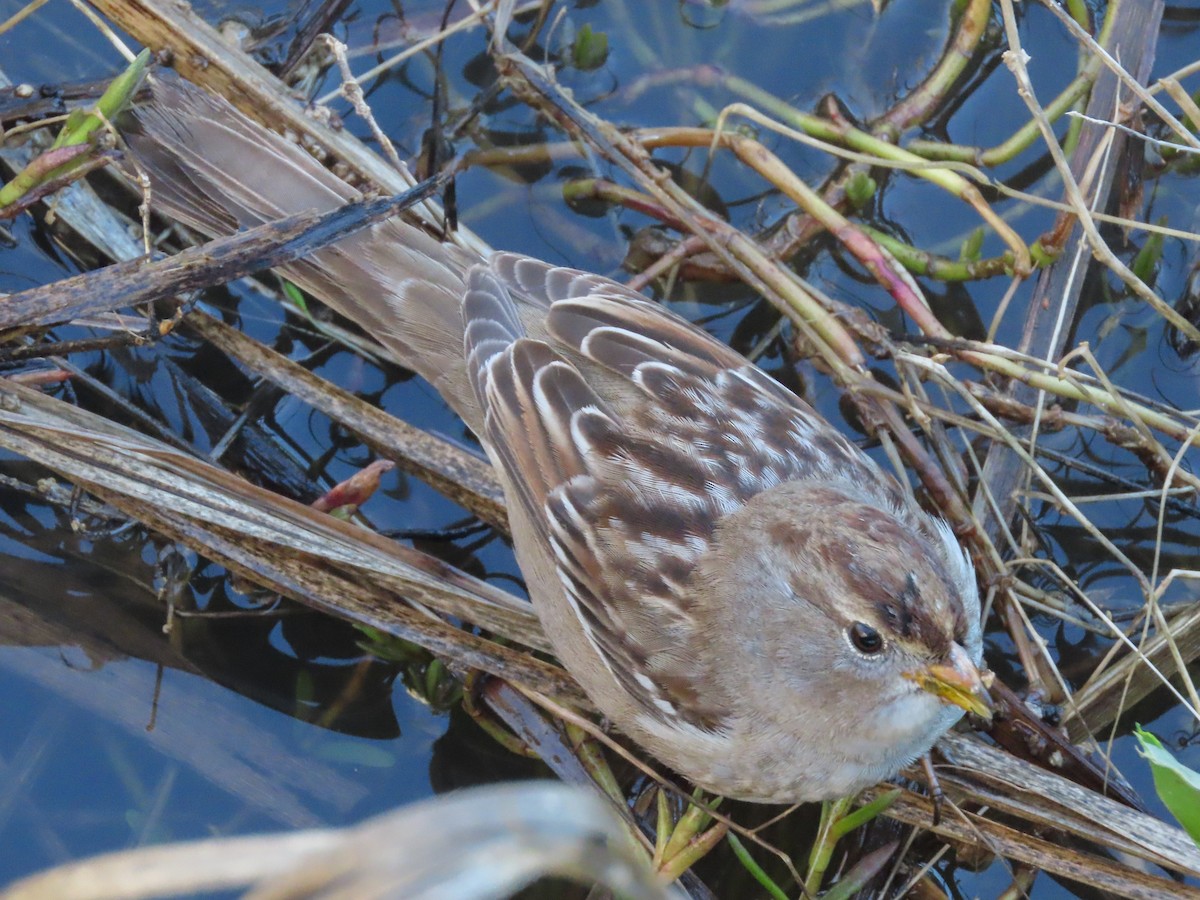 White-crowned Sparrow - Barry Langdon-Lassagne